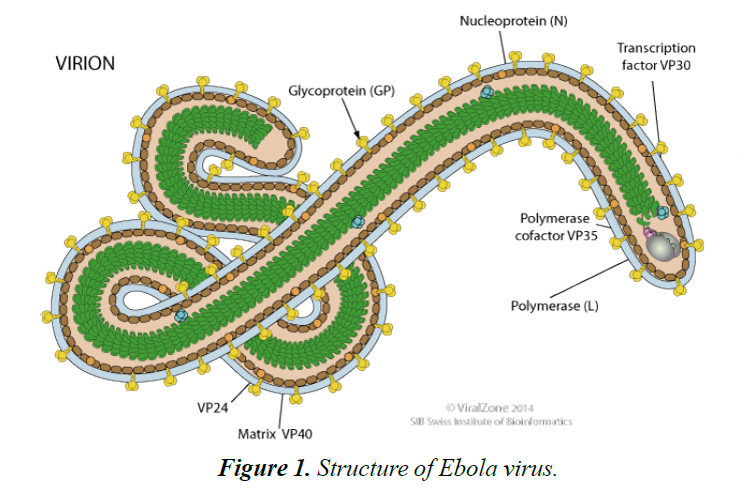 infectious-diseases-medical-microbiology-ebola-virus