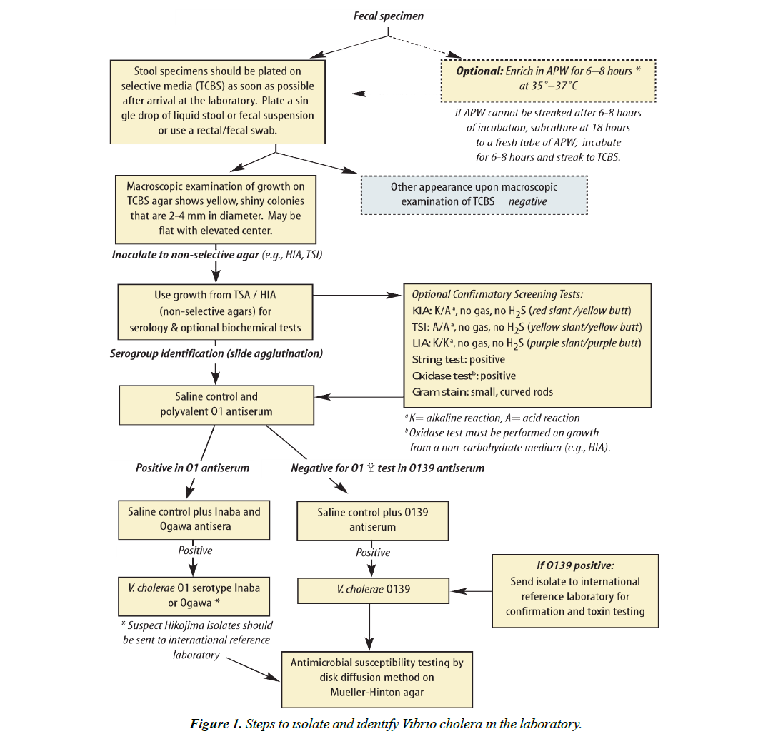 infectious-diseases-medical-microbiology-vibrio-cholera