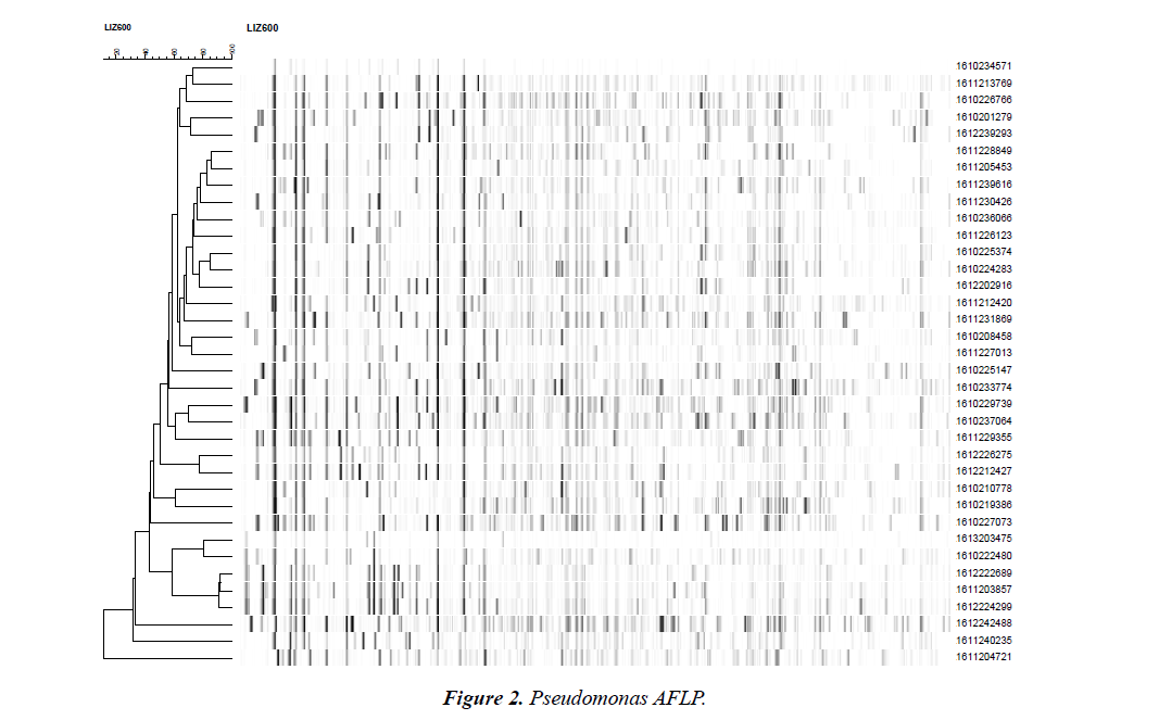 infectious-diseases-pseudomonas-AFLP