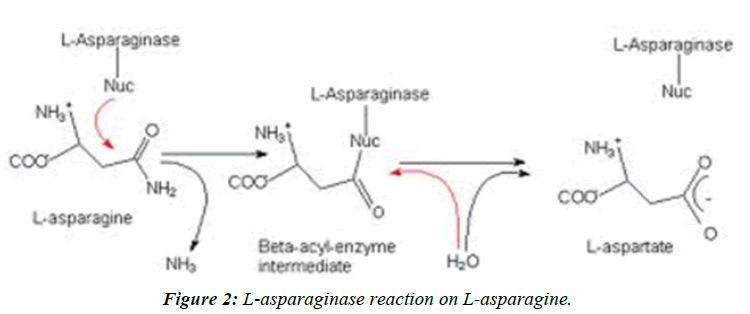 journal-biotechnology-phytochemistry-L-asparaginase-reaction