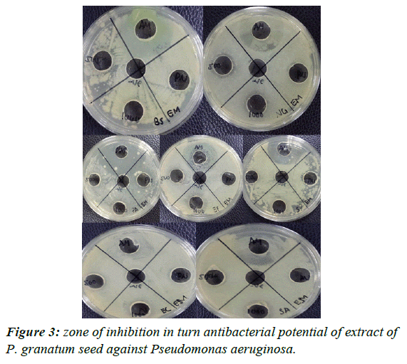 journal-biotechnology-phytochemistry-Pseudomonas-aeruginosa