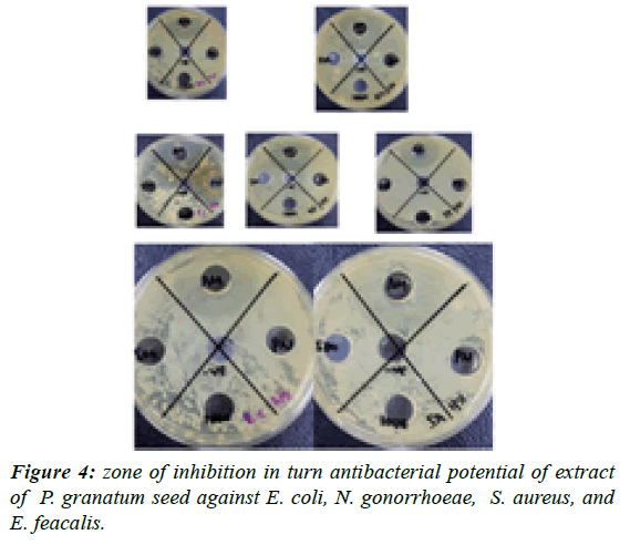 journal-biotechnology-phytochemistry-turn-antibacterial