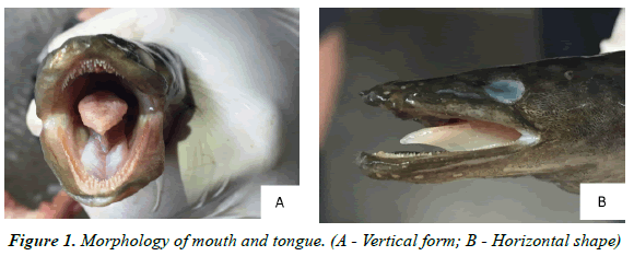 journal-fisheries-research-Horizontal-shape