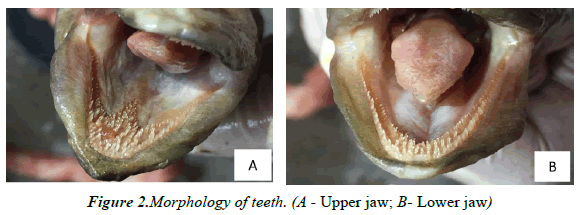 journal-fisheries-research-Upper-jaw