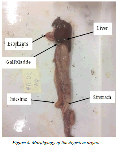 journal-fisheries-research-digestive-organ