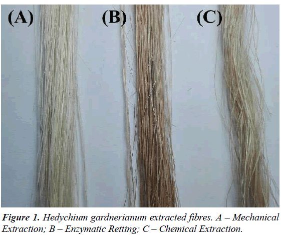 materials-science-Hedychium-gardnerianum