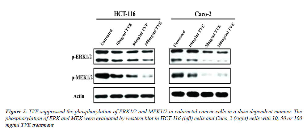 medical-oncology-therapeutics-TVE-suppressed-phosphorylation