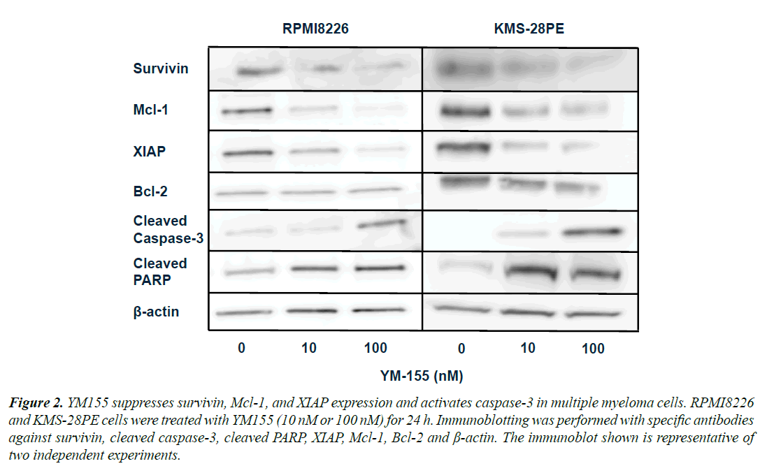 medical-oncology-therapeutics-activates-caspase