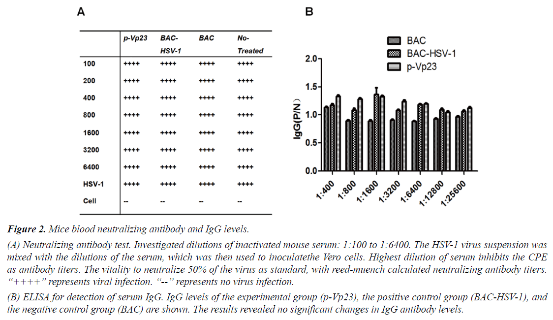 medical-oncology-therapeutics-mouse-serum