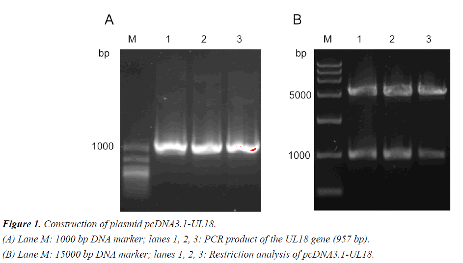 medical-oncology-therapeutics-plasmid-pcDNA3