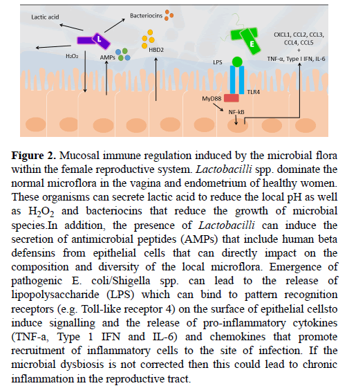 medical-research-Mucosal-immune