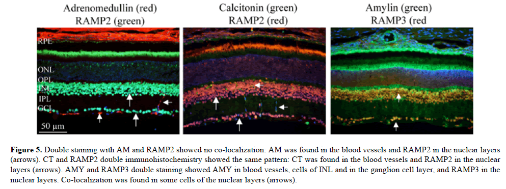 medical-research-blood-vessels