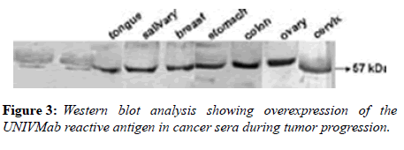 medical-research-blot