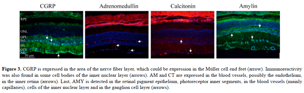 medical-research-fiber-layer