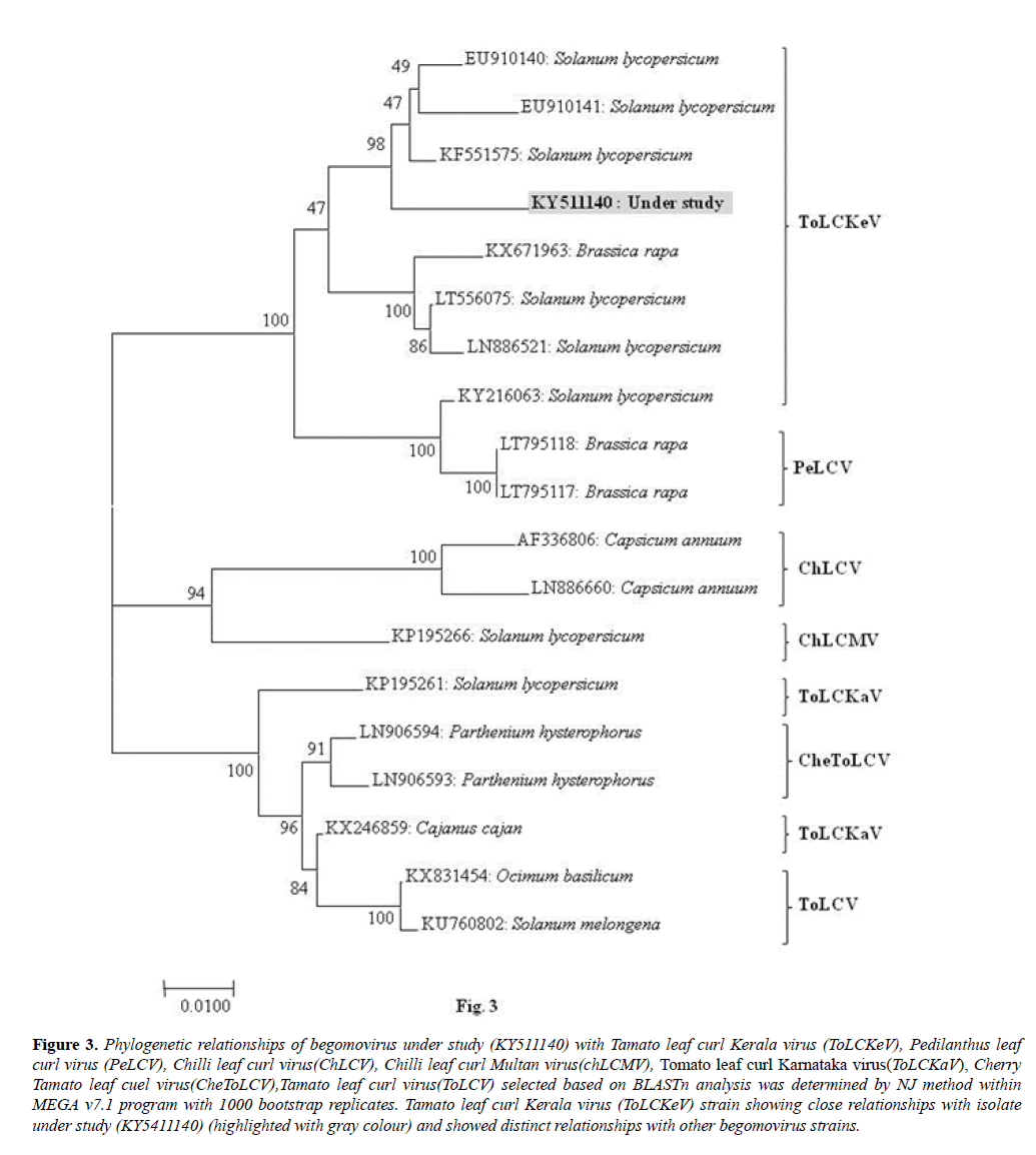 microbiology-Phylogenetic-relationships