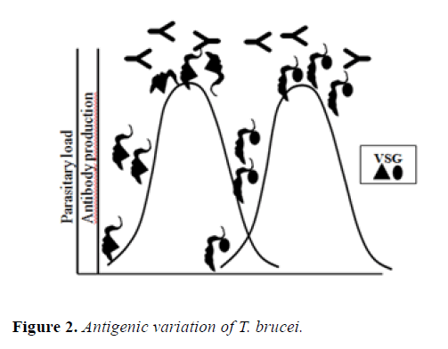 microbiology-antigenic-variation