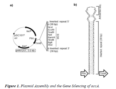 microbiology-current-research-plasmid