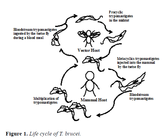 microbiology-life-cycle