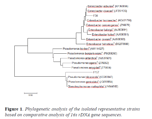 microbiology-phylogenetic-analysis