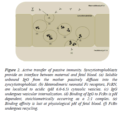 molecular-oncology-Active-transfer