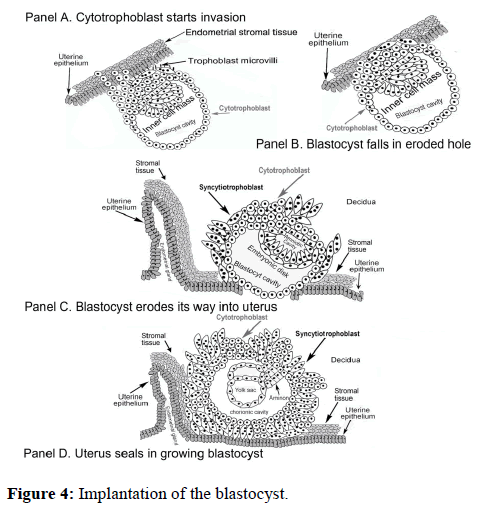 molecular-oncology-Implantation-blastocyst