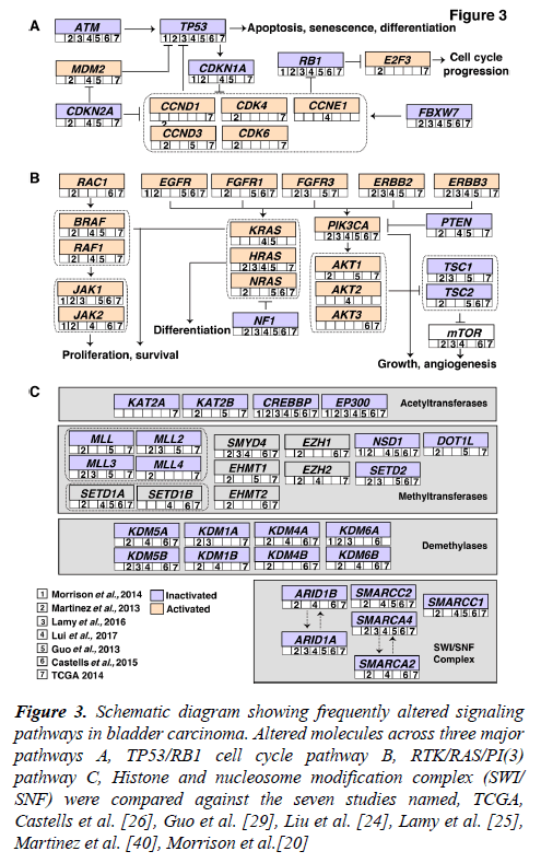 molecular-oncology-Schematic-diagram