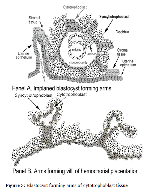 molecular-oncology-cytotrophoblast-tissue