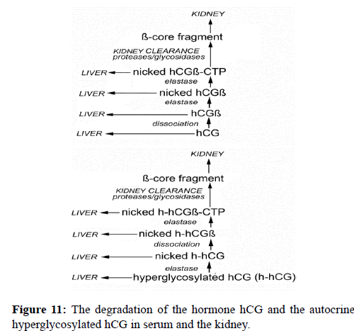 molecular-oncology-hormone-kidney