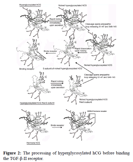 molecular-oncology-hyperglycosylated-binding