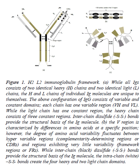 molecular-oncology-immunoglobulin-framework