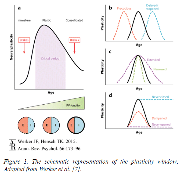 neuroinformatics-neuroimaging-plasticity-window