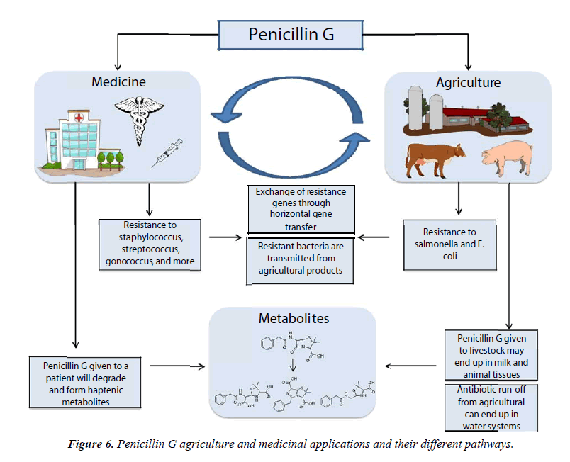 nutrition-human-health-Penicillin-medicinal-applications