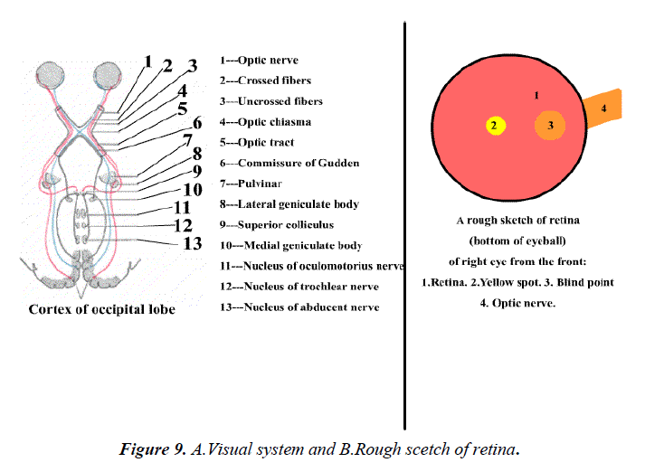 ophthalmic-eye-research-Visual-system