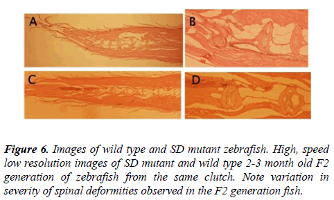 orthopedic-surgery-rehabilitation-mutant-zebrafish