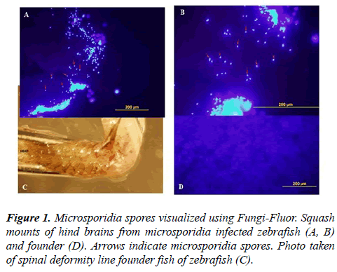 orthopedic-surgery-rehabilitation-spores-visualized