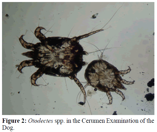 parasitic-diseases-diagnosis-Cerumen-Dog