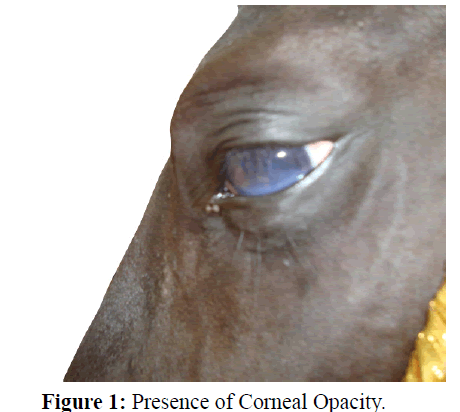 parasitic-diseases-diagnosis-Corneal-Opacity