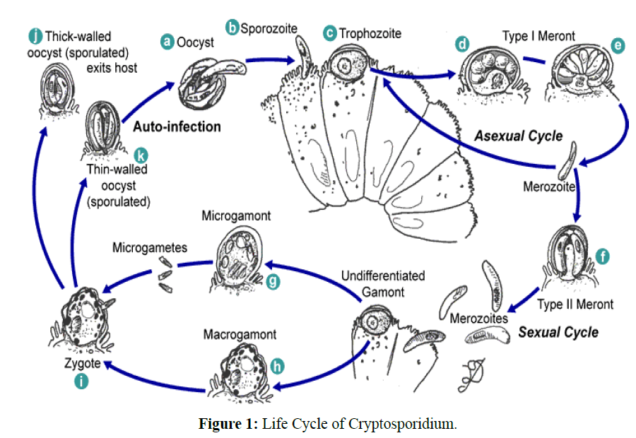 parasitic-diseases-diagnosis-Life-Cycle