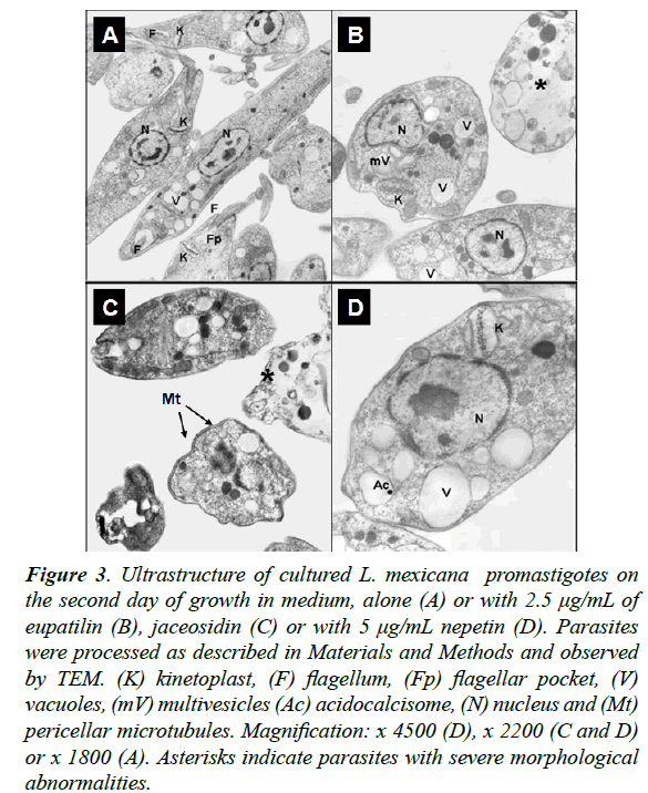 parasitic-diseases-diagnosis-cultured-Parasites