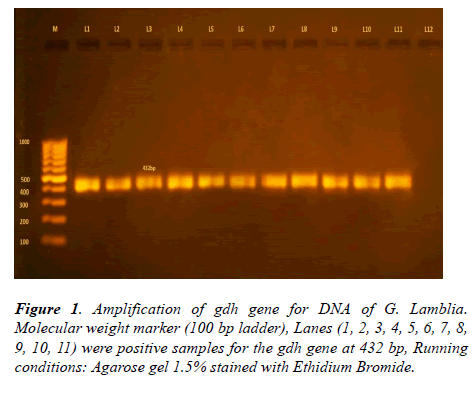 parasitic-diseases-diagnosis-therapy-Amplification