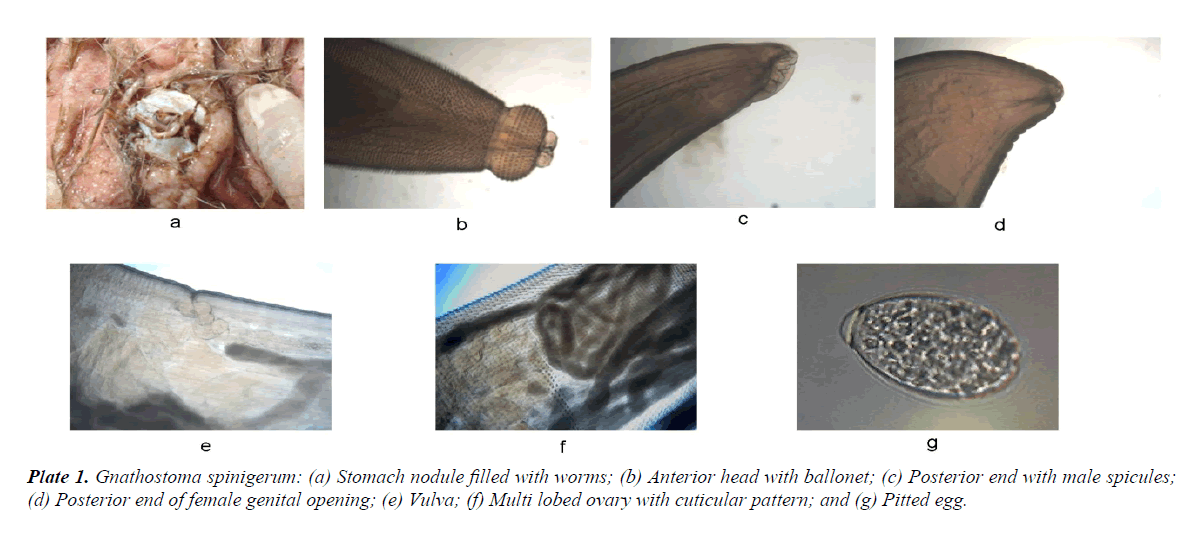 parasitic-diseases-diagnosis-therapy-Gnathostoma-spinigerum