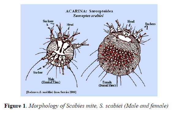 parasitic-diseases-diagnosis-therapy-Scabies-mite