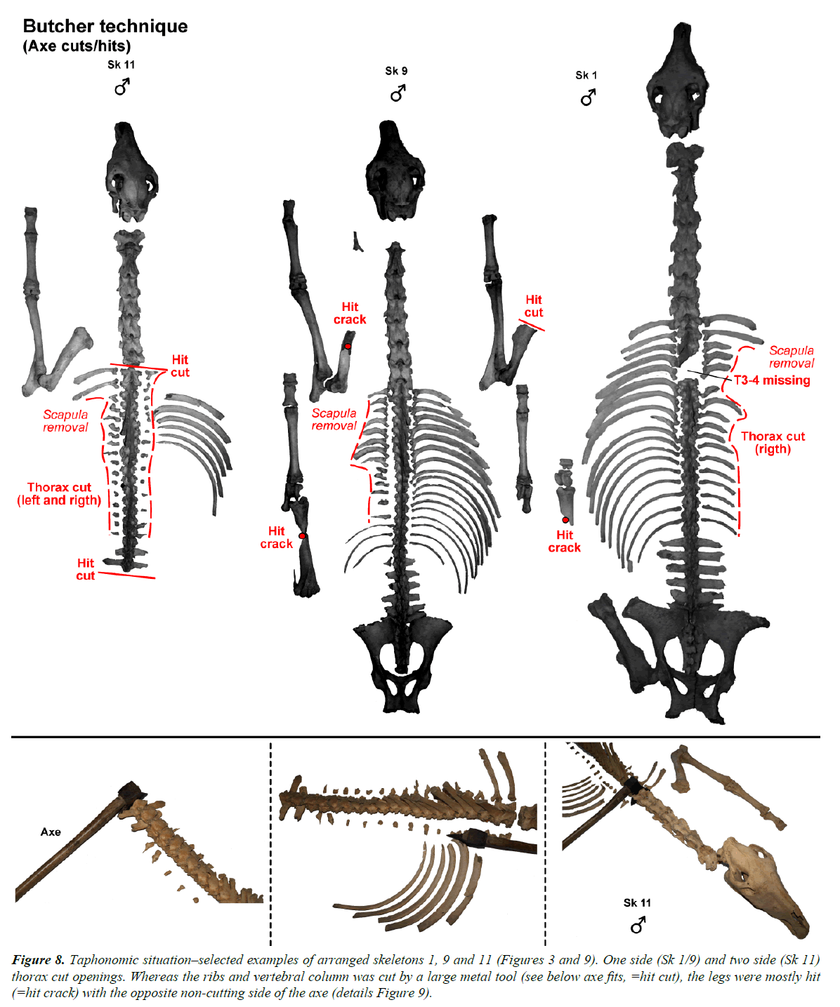 pathology-disease-biology-arranged-skeletons