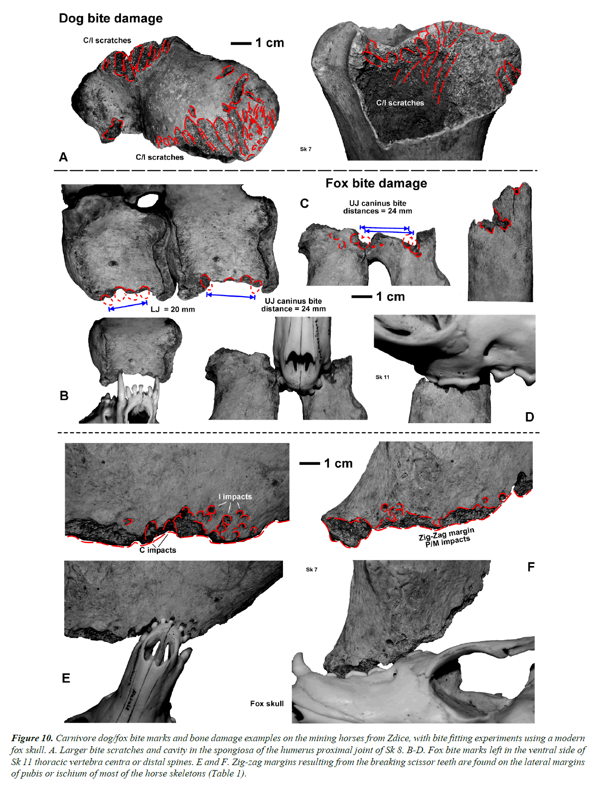 pathology-disease-biology-bone-damage