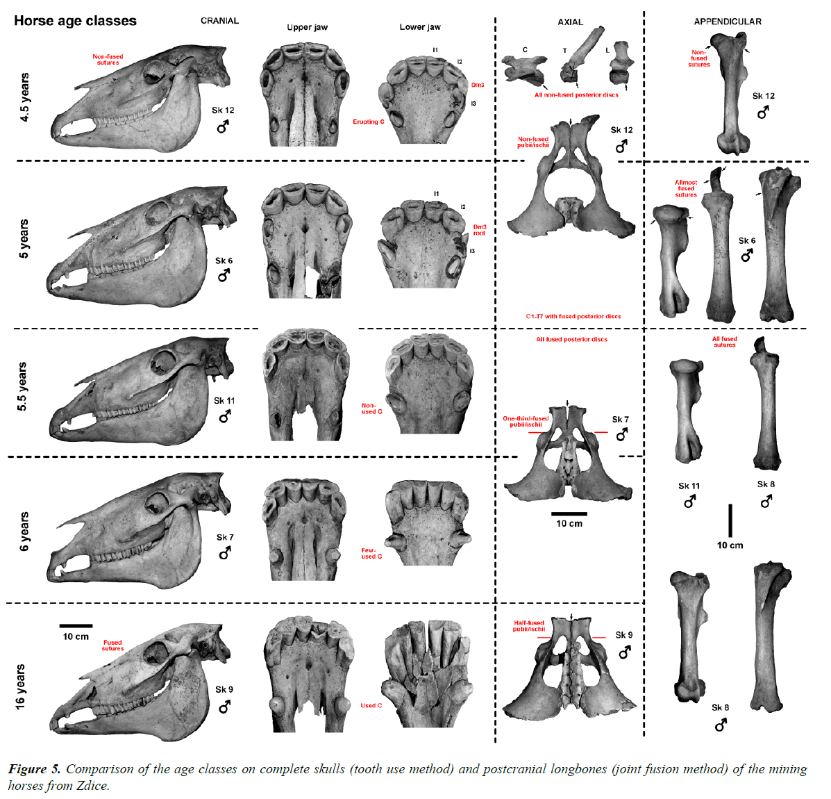 pathology-disease-biology-complete-skulls