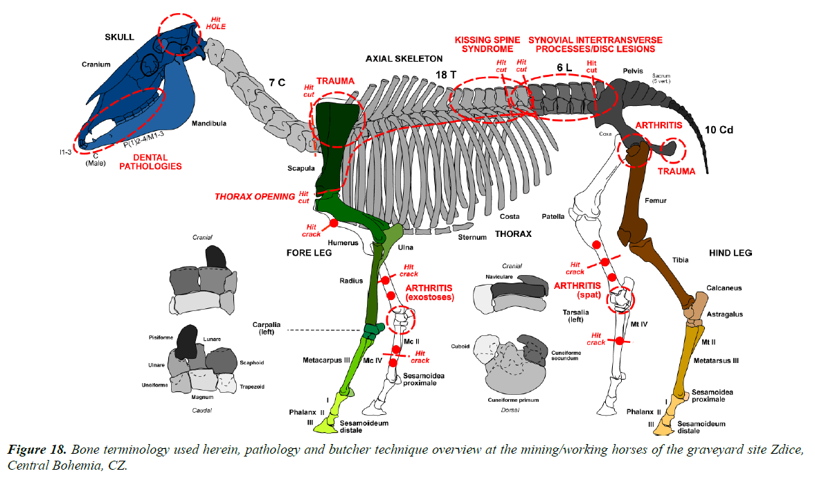 pathology-disease-biology-graveyard-site