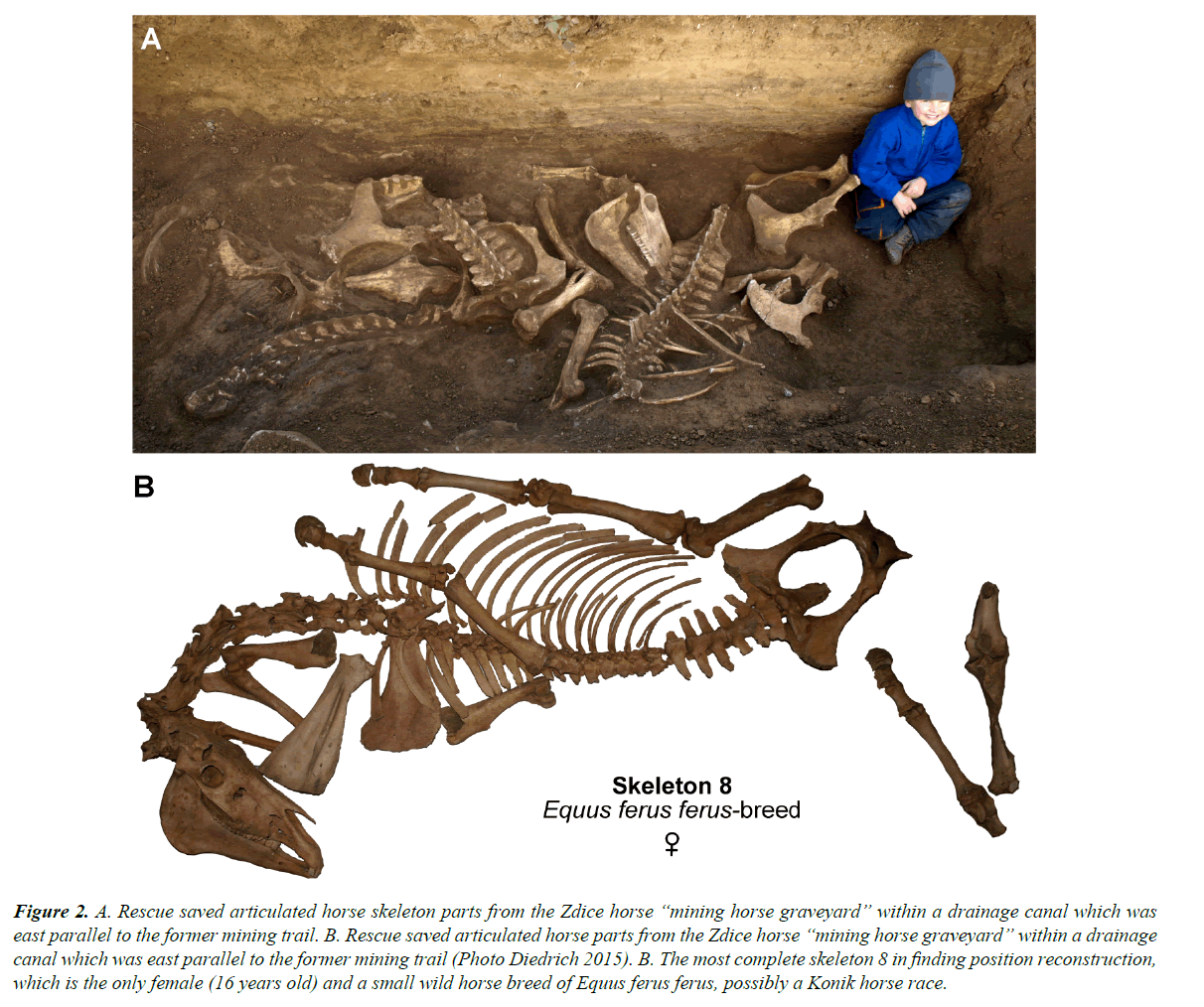 pathology-disease-biology-horse-skeleton