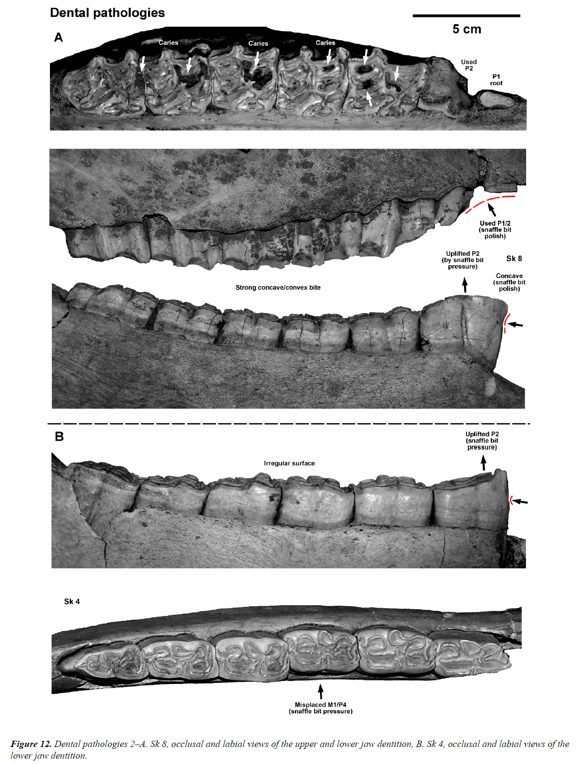 pathology-disease-biology-jaw-dentition