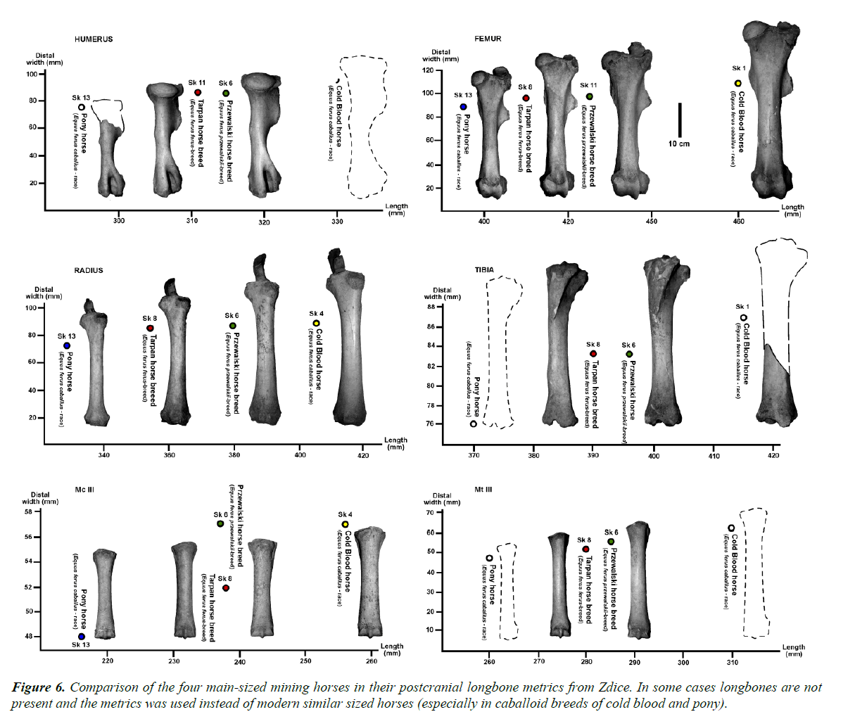 pathology-disease-biology-longbone-metrics