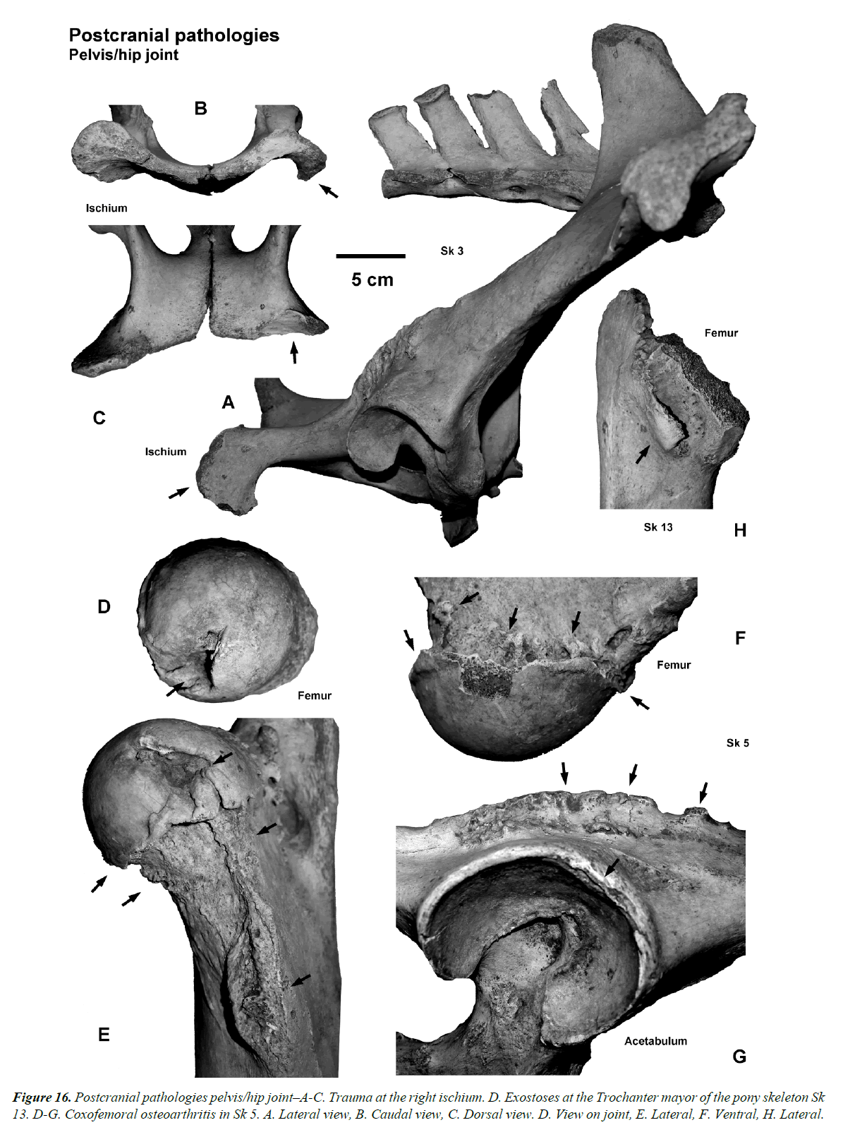 pathology-disease-biology-pony-skeleton